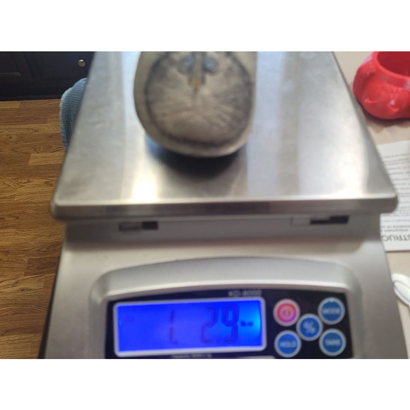 Paperweight Gray Cat Rock Painting by Sally Scott, Lexington, Mass. - Picture 9 of 9